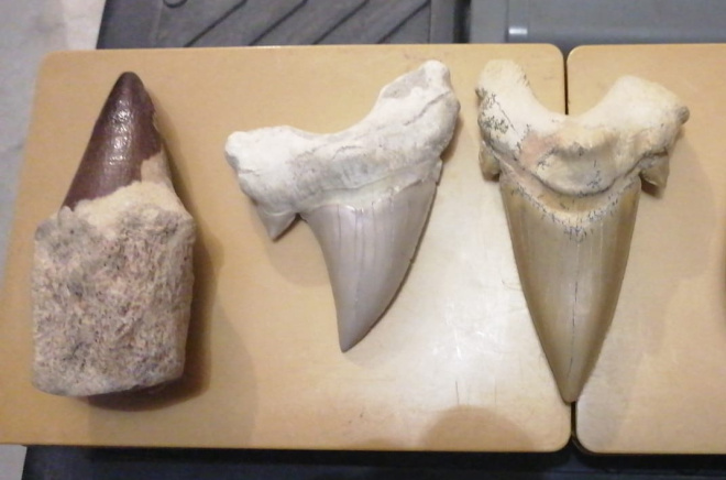 зубы ископаемой акулы мегалодона и динозавра раптора