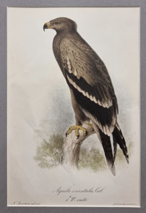 Антикварная литография "Степной орёл"