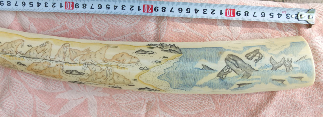 расписной клык моржа, длина 57 см, цветная гравировка