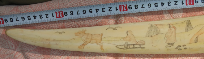 расписной клык моржа, длина 38 см, цветная гравировка