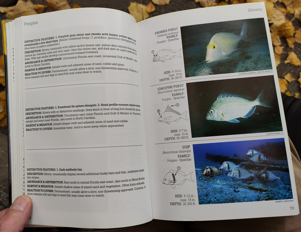 книга каталог Рифовые рыбы Флориды, Карибов, Багам фото 5