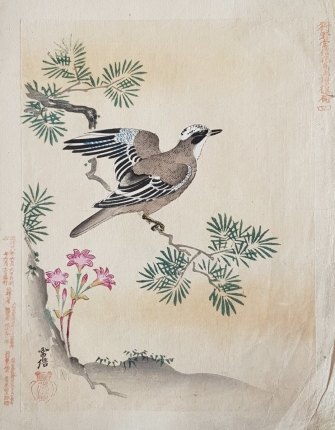 Антикварная японская ксилография эпохи Мэйдзи "Сойка на ветке сосны"