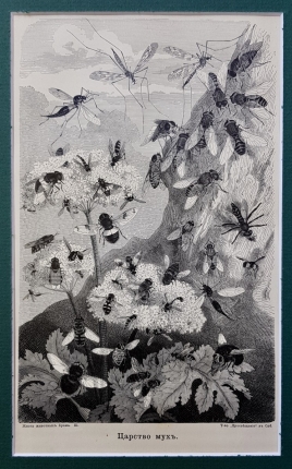 Антикварная ксилография "Царство мухъ"