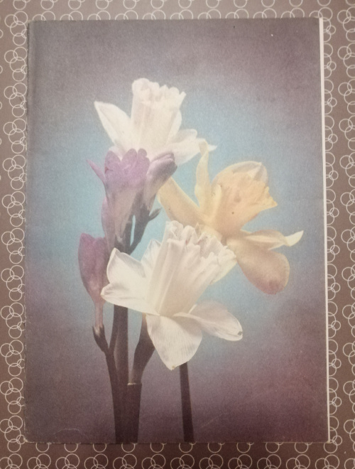 Открытка Поздравляю! 1990г. Стейнерт. Цветы. Нарцисс