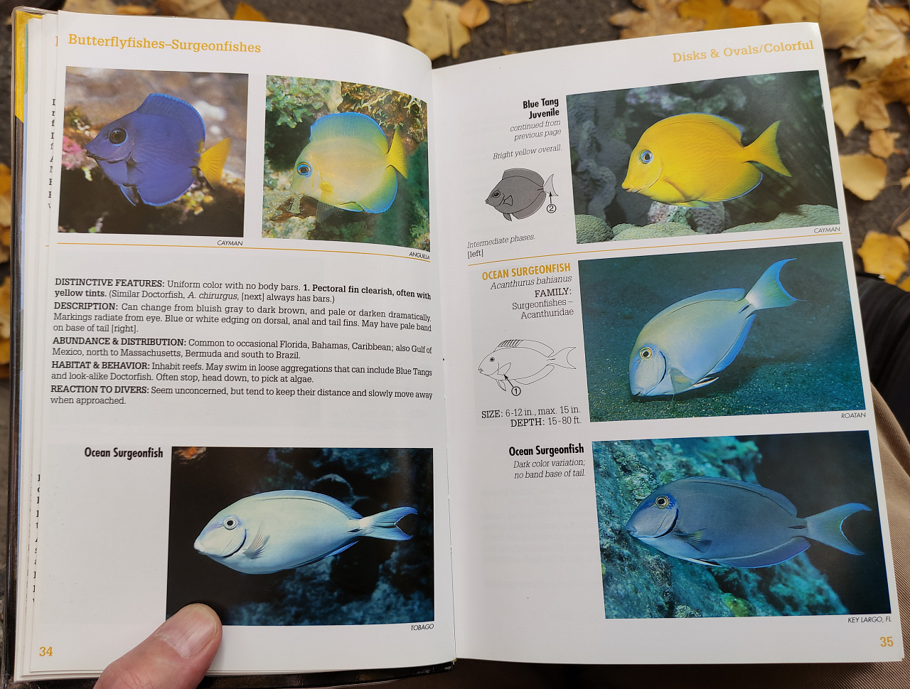 книга каталог Рифовые рыбы Флориды, Карибов, Багам фото 4